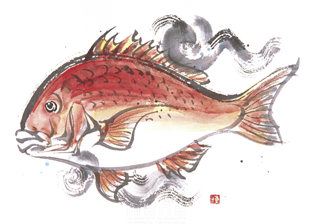 イラスト＆写真のストックフォトwaha（ワーハ）　水墨画、自然、ナチュラル、生き物、魚、鯛、海、和風、パワフル、勇ましい、力強い、日本、海の幸、食べ物、食材　増山 博　3-0604b