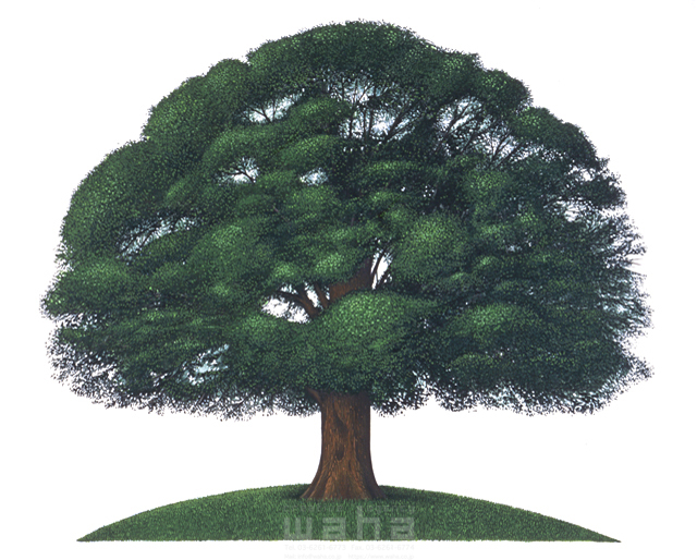 イラスト＆写真のストックフォトwaha（ワーハ）　木、自然、安心、エコ、公園、緑、くだもの、風景　三原 ヒロシ　4-1641c