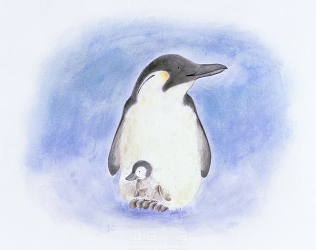 動物 ほのぼの ハートフル 愛情 かわいい 親子 家族 ペンギン お母さん 子供 冬 イラスト作品紹介 イラスト 写真のストックフォトwaha ワーハ カンプデータは無料