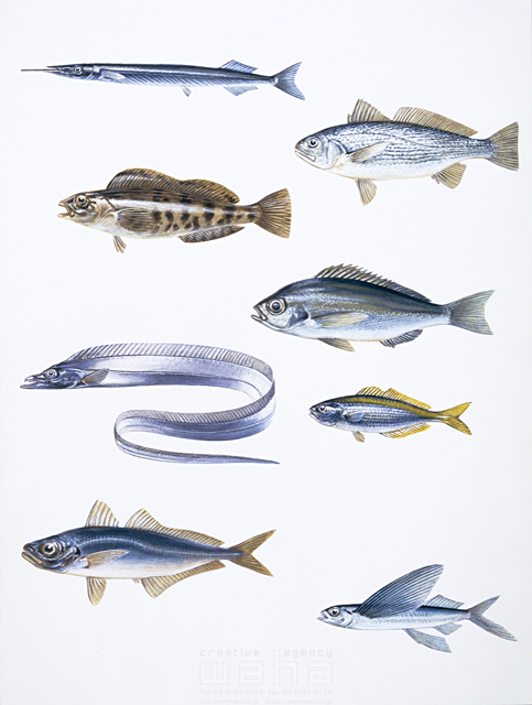 イラスト＆写真のストックフォトwaha（ワーハ）　写実画、動物、リアル、魚、海、食材、釣り、海水魚、トビウオ　鈴木 吉男　5-2533c
