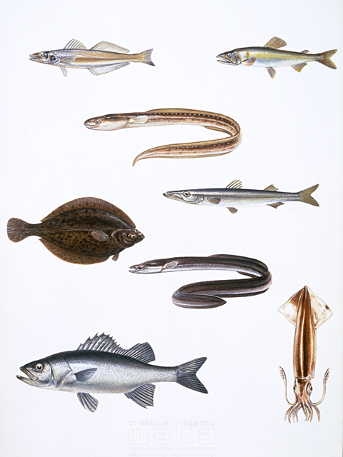 写実画 動物 リアル 魚 海 食材 釣り 海水魚 カレイ イカ イラスト作品紹介 イラスト 写真のストックフォトwaha ワーハ カンプデータは無料