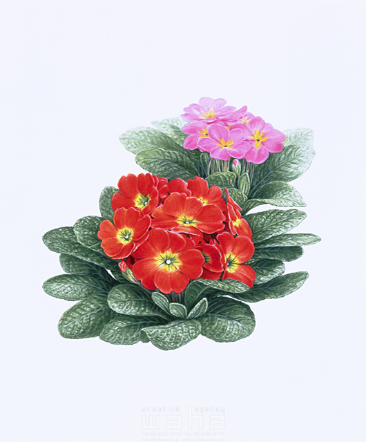 写実画 植物 花 エコロジー リアル プリムラポリアンサ サクラソウ 春 冬 赤色 ピンク色 イラスト作品紹介 イラスト 写真のストックフォトwaha ワーハ カンプデータは無料