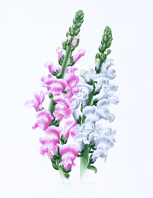 イラスト＆写真のストックフォトwaha（ワーハ）　写実画、植物、花、エコロジー、リアル、金魚草、キンギョソウ、きんぎょそう、春、秋、一年草、白色、ピンク色　鈴木 吉男　5-2559a