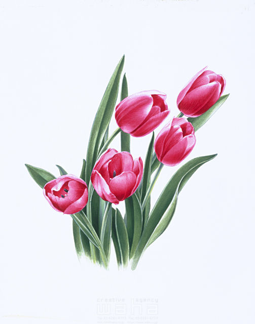 写実画 植物 花 エコロジー リアル チューリップ 春 赤色 イラスト作品紹介 イラスト 写真のストックフォトwaha ワーハ