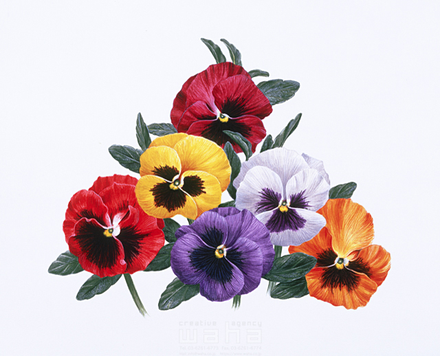 イラスト＆写真のストックフォトwaha（ワーハ）　写実画、植物、花、エコロジー、リアル、パンジー、三色菫、さんしきすみれ、春、冬、一年草、黄色、赤色、紫色　鈴木 吉男　5-2564a