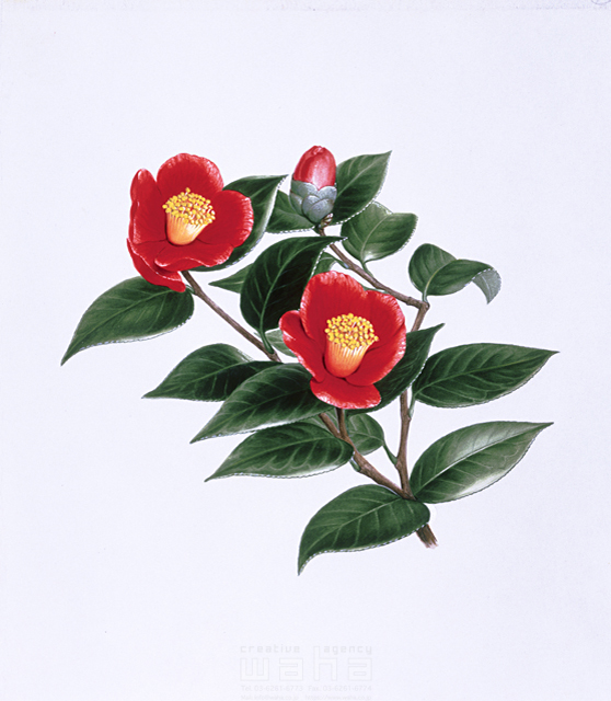 写実画 植物 花 エコロジー リアル ツバキ 椿 つばき 春 冬 赤色 イラスト作品紹介 イラスト 写真のストックフォトwaha ワーハ