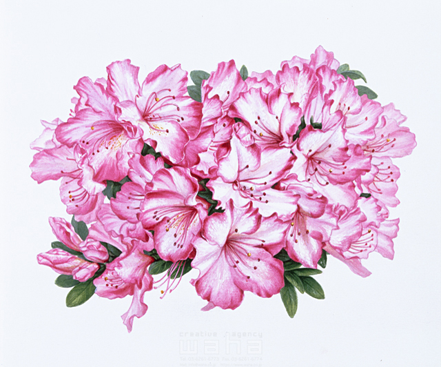 写実画 植物 花 エコロジー リアル アザレア 西洋ツツジ 春 冬 ピンク色 イラスト作品紹介 イラスト 写真のストックフォトwaha ワーハ カンプデータは無料