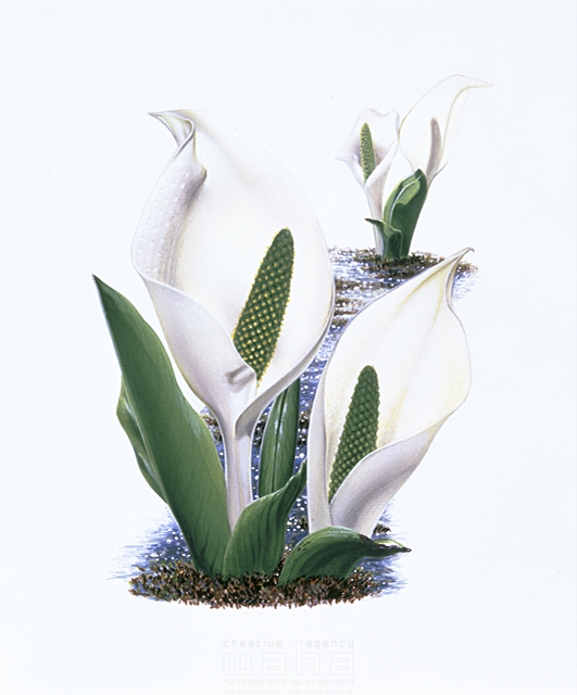写実画 植物 花 エコロジー リアル 水芭蕉 ミズバショウ みずばしょう 春 白色 イラスト作品紹介 イラスト 写真のストックフォトwaha ワーハ