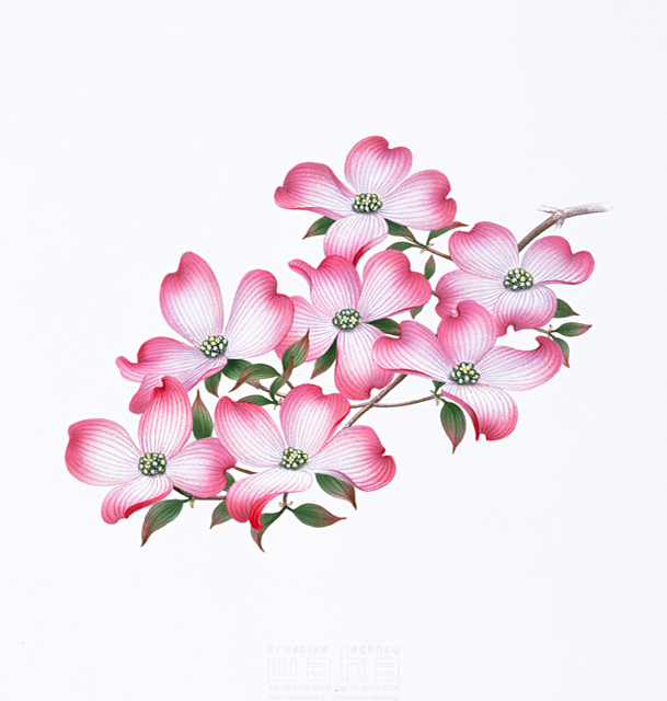 写実画 植物 花 エコロジー リアル 花水木 はなみずき ハナミズキ 春 ピンク色 イラスト作品紹介 イラスト 写真のストックフォトwaha ワーハ カンプデータは無料