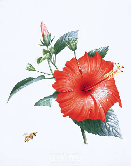 コンプリート ハイビスカス 沖縄 花 イラスト 最高の壁紙のアイデアcahd