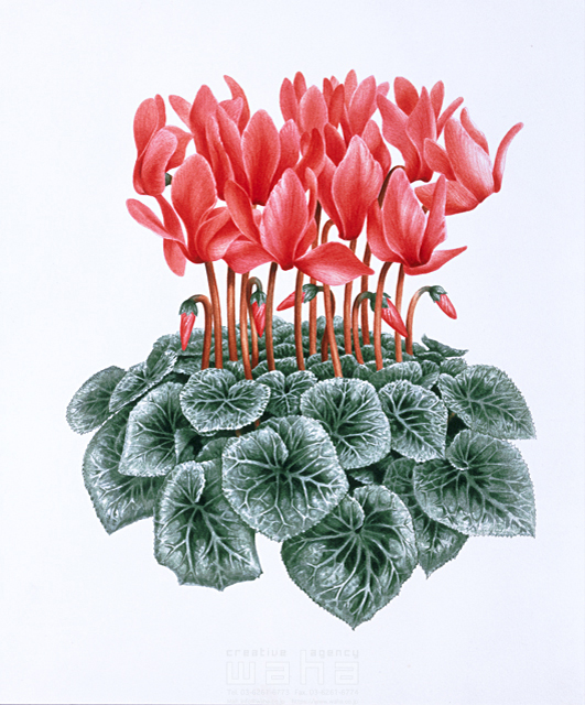 写実画 植物 花 エコロジー リアル 野草 シクラメン 白 ピンク 赤 紫 イラスト作品紹介 イラスト 写真のストックフォトwaha ワーハ カンプデータは無料