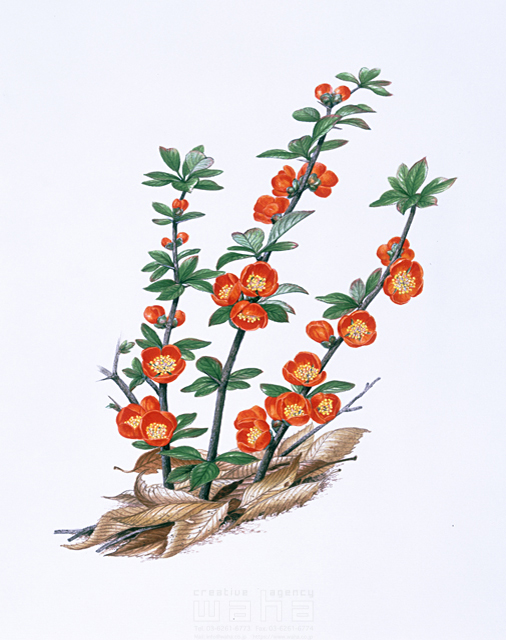 写実画 植物 花 エコロジー リアル クサボケ 園芸 盆栽 白 橙 ピンク 赤 イラスト作品紹介 イラスト 写真のストックフォトwaha ワーハ カンプデータは無料