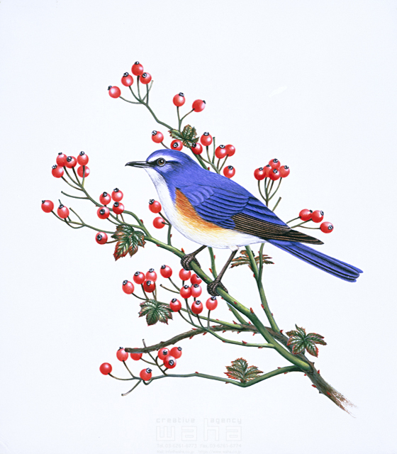 写実画 動物 鳥 エコロジー リアル 野鳥 ツバメ 青 白 橙 イラスト作品紹介 イラスト 写真のストックフォトwaha ワーハ カンプデータは無料