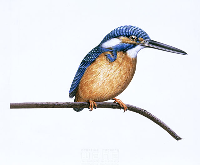 イラスト＆写真のストックフォトwaha（ワーハ）　写実画、動物、鳥、エコロジー、リアル、野鳥、カワセミ、水鳥、青　鈴木 吉男　5-2682a