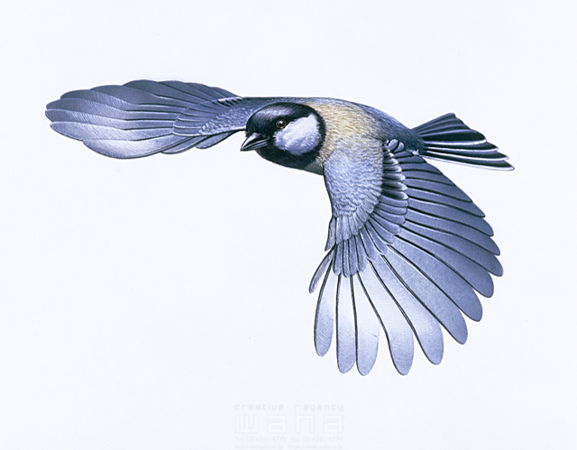 写実画 動物 鳥 エコロジー リアル 野鳥 文鳥 白 黒 イラスト作品紹介 イラスト 写真のストックフォトwaha ワーハ カンプデータは無料