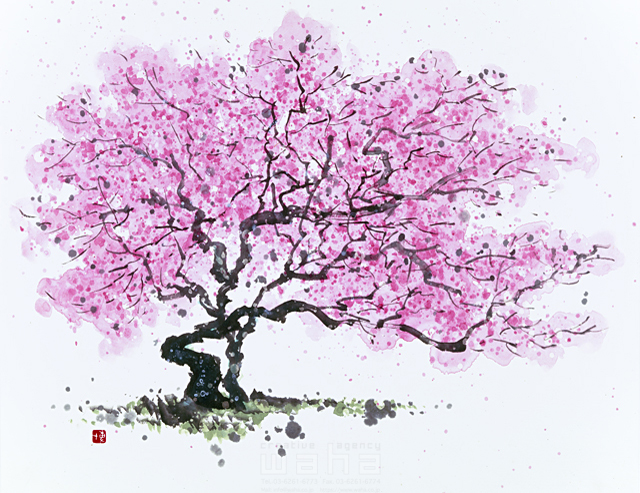 イラスト＆写真のストックフォトwaha（ワーハ）　水墨画、自然、ナチュラル、花、桜、満開、和、無人、淡い、エコロジー　増山 博　5-2718b