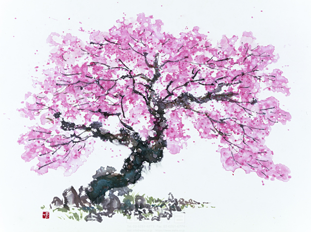 イラスト＆写真のストックフォトwaha（ワーハ）　水墨画、自然、ナチュラル、花、桜、満開、和、無人、淡い、エコロジー　増山 博　5-2719b