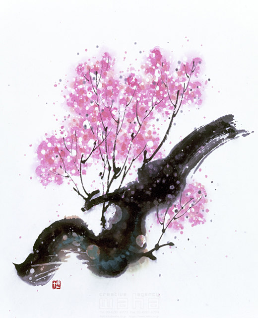 イラスト＆写真のストックフォトwaha（ワーハ）　水墨画、自然、ナチュラル、花、桜、満開、和、無人、淡い、エコロジー　増山 博　5-2725b