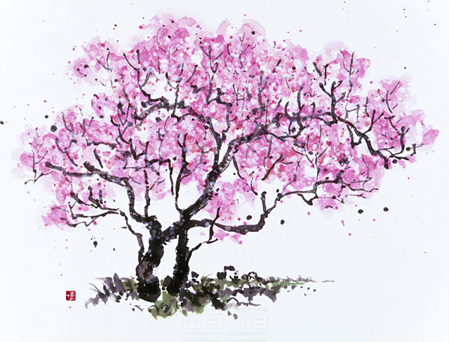 イラスト＆写真のストックフォトwaha（ワーハ）　水墨画、自然、ナチュラル、花、桜、満開、和、無人、淡い、エコロジー　増山 博　5-2735b