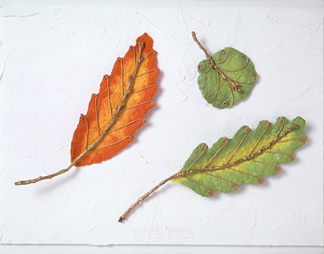 イラスト＆写真のストックフォトwaha（ワーハ）　樹木、葉、花、果実、エコロジー、ナチュラル、クラフト　YOSHIMI　7-0962b