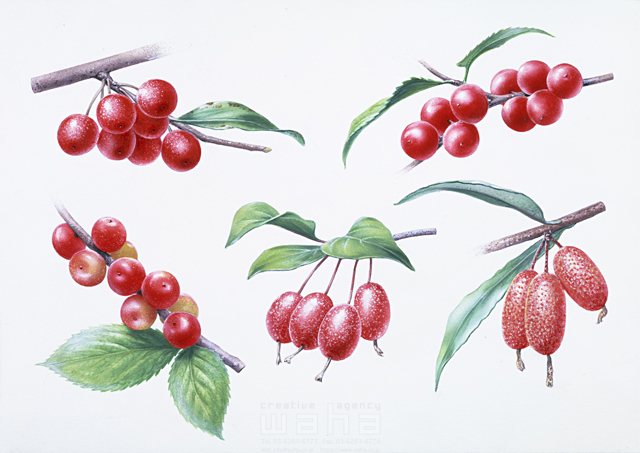 イラスト＆写真のストックフォトwaha（ワーハ）　樹木、葉、花、果実　鈴木 吉男　7-2200b