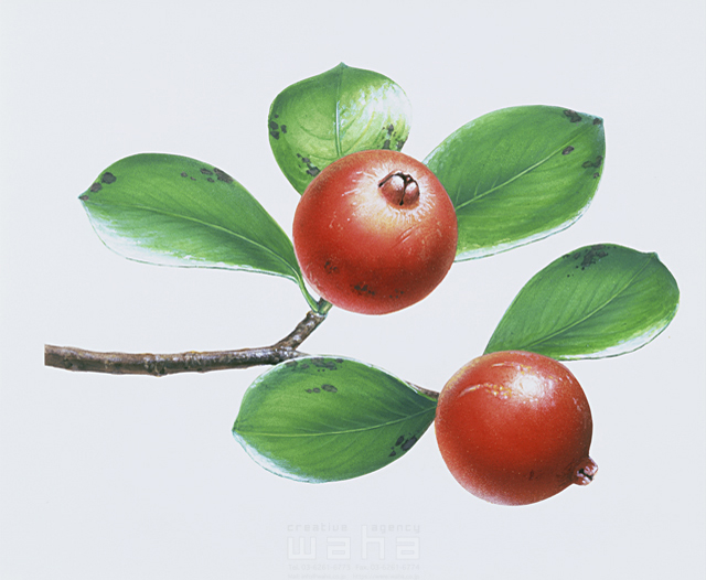 イラスト＆写真のストックフォトwaha（ワーハ）　樹木、葉、花、果実　鈴木 吉男　7-2217b