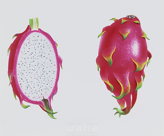 イラスト＆写真のストックフォトwaha（ワーハ）　樹木、葉、花、果実　鈴木 吉男　7-2228b