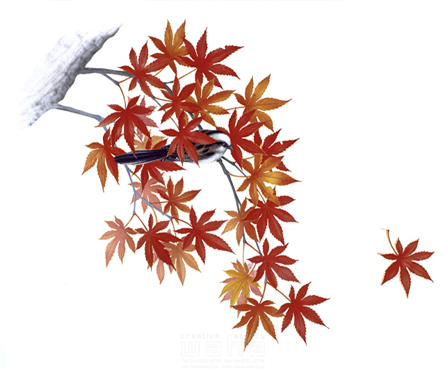 イラスト＆写真のストックフォトwaha（ワーハ）　秋、樹木、葉、花、果実　鈴木 吉男　8-2181b