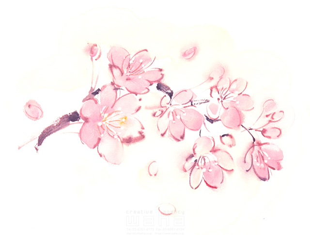 イラスト＆写真のストックフォトwaha（ワーハ）　樹木、葉、花、果実、春、桜　庄司 美紀子　9-0821b