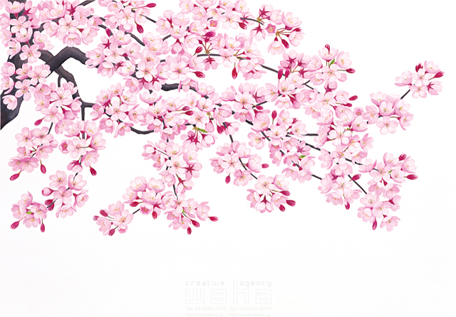 イラスト＆写真のストックフォトwaha（ワーハ）　鈴木吉夫、春、樹木、葉、花、果実、桜　鈴木 吉男　9-0855b