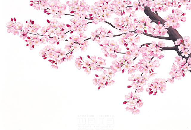 春、樹木、葉、花、果実、桜 - イラスト作品紹介 | イラスト＆写真のストックフォトwaha（ワーハ）