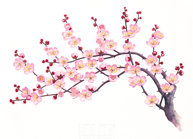 鈴木吉夫 春 樹木 葉 花 果実 桜 イラスト作品紹介 イラスト 写真のストックフォトwaha ワーハ カンプデータは無料