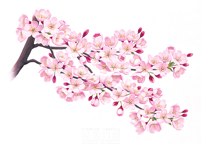 イラスト＆写真のストックフォトwaha（ワーハ）　鈴木吉夫、春、樹木、葉、花、果実、桜　鈴木 吉男　9-0860b