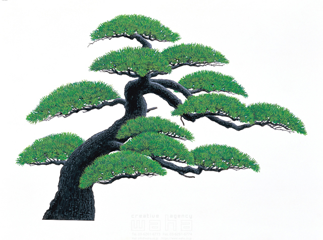 イラスト＆写真のストックフォトwaha（ワーハ）　鈴木吉夫、樹木、葉、花、果実、松　鈴木 吉男　9-0864b