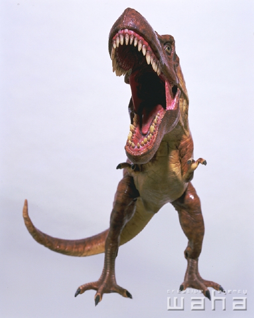 イラスト＆写真のストックフォトwaha（ワーハ）　物、白バック、正面、全身、ローアングル、スタジオ、白バック、ティラノサウルス、恐竜、フィギュア、おもちゃ、吠える　p2-2498c