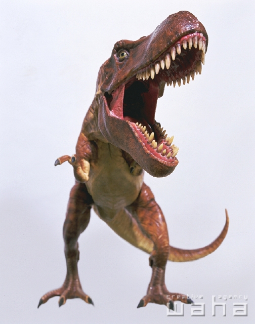 イラスト＆写真のストックフォトwaha（ワーハ）　物、白バック、正面、全身、ローアングル、スタジオ、白バック、ティラノサウルス、恐竜、フィギュア、おもちゃ、吠える　p2-2499c
