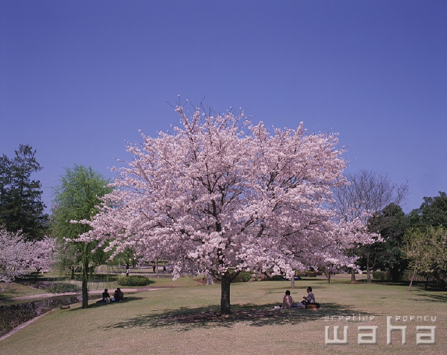 イラスト＆写真のストックフォトwaha（ワーハ）　公園、春、屋外、風景、休憩、草原、散歩、花見、青空、暖かい、季節、四季、行事　p2-2536a