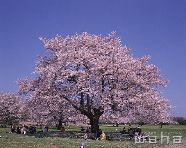 イラスト＆写真のストックフォトwaha（ワーハ）　公園、春、屋外、風景、休憩、草原、散歩、花見、青空、暖かい、楽しい、宴会、飲み会、酒盛り、レジャー、ピクニック、遊ぶ、あそぶ、あそび、遊ぶ、遊び、季節、四季、行事　p2-2537a