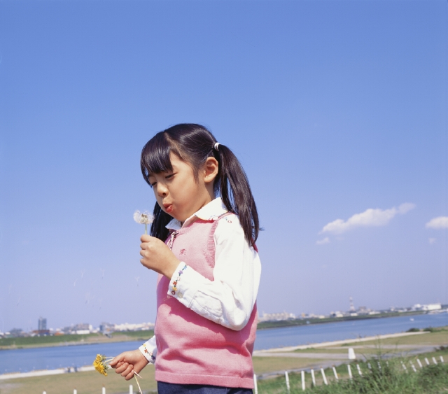 イラスト＆写真のストックフォトwaha（ワーハ）　人物、日本人、子供、小学生、女の子、1人、屋外、川、土手、遊ぶ、上半身、花、たんぽぽ、青空、あそぶ、あそび、遊ぶ、遊び　p3-0846b