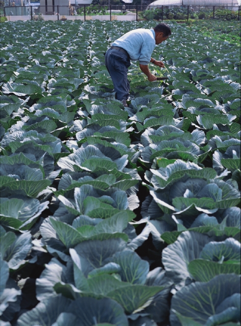 人物 日本人 職業 農業 農家 男性 1人 屋外 畑 働く 収穫 野菜 キャベツ 上半身 仕事 フォト作品紹介 イラスト 写真のストックフォトwaha ワーハ カンプデータは無料