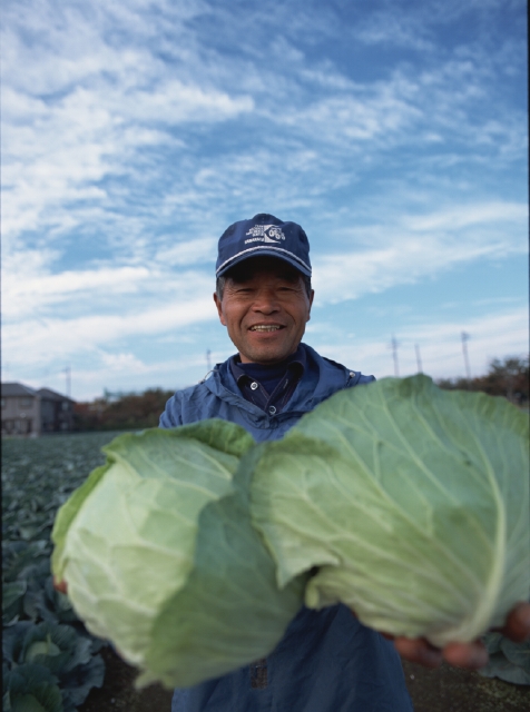 イラスト＆写真のストックフォトwaha（ワーハ）　人物、日本人、50代、60代、職業、農業、農家、男性、1人、屋外、畑、働く、収穫、野菜、キャベツ、正面、上半身、仕事　p3-1509bv