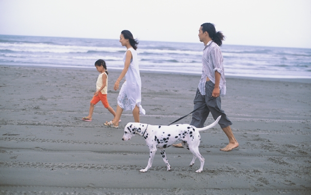 人物 日本人 家族 ペット 散歩 屋外 3人 横向き 横顔 全身 親子 女の子 砂浜 水平線 歩く フォト作品紹介 イラスト 写真のストックフォトwaha ワーハ カンプデータは無料