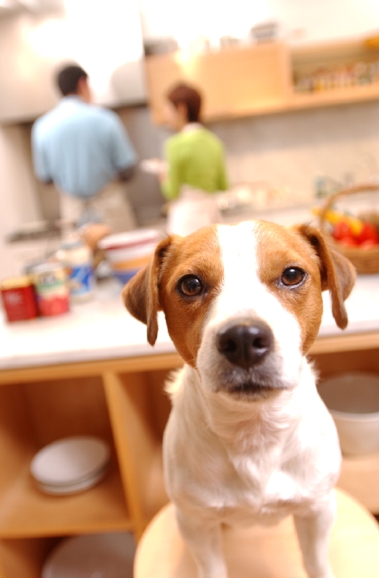 ペット キッチン 屋内 正面 犬 癒し 住宅 マンション 家 フォト作品紹介 イラスト 写真のストックフォトwaha ワーハ カンプデータは無料