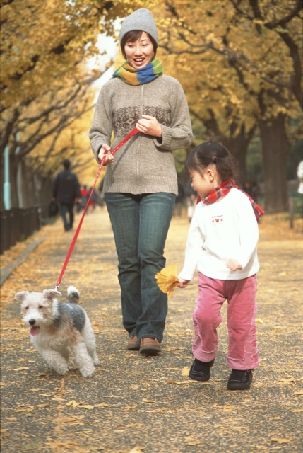 イラスト＆写真のストックフォトwaha（ワーハ）　人物、日本人、散歩、親子、秋、ペット、屋外、正面、横顔、全身、2人、女の子、幼児、犬、笑う、マフラー、歩く、公園、落ち葉、笑う、笑い、スマイル、季節、四季　p8-0087b