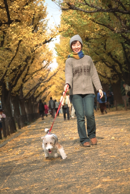 イラスト＆写真のストックフォトwaha（ワーハ）　人物、日本人、女性、20代、30代、秋、散歩、ペット、屋外、正面、全身、犬、マフラー、歩く、公園、落ち葉、季節、四季、季節、四季　p8-0089b