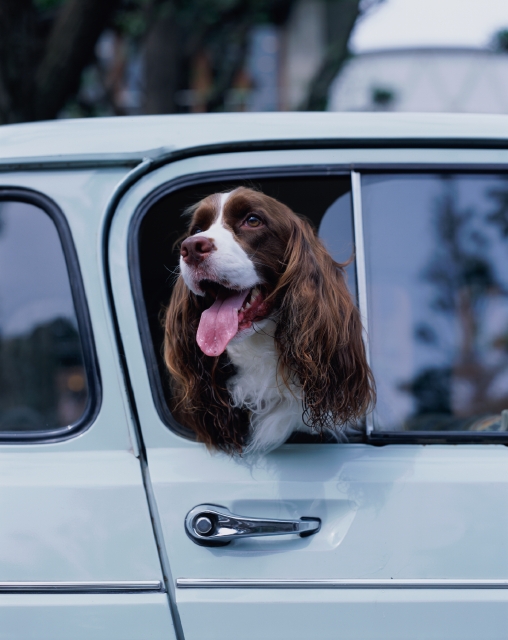 イラスト＆写真のストックフォトwaha（ワーハ）　ペット、自動車、屋外、正面、犬、癒し、舌を出す、自動車、ドア、窓ガラス、覗く、街角、ストリート、車内、街並み、街並　p8-0752a