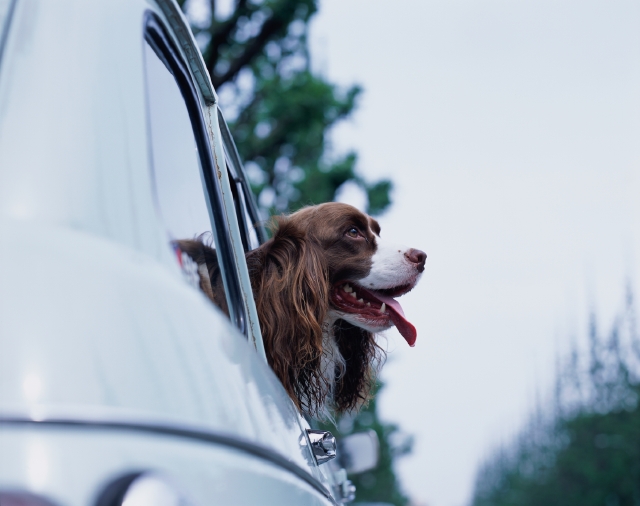 イラスト＆写真のストックフォトwaha（ワーハ）　自動車、ペット、屋外、横向き、横顔、犬、癒し、舌を出す、自動車、窓ガラス、覗く、街角、ストリート、空、車内、街並み、街並　p8-0753a