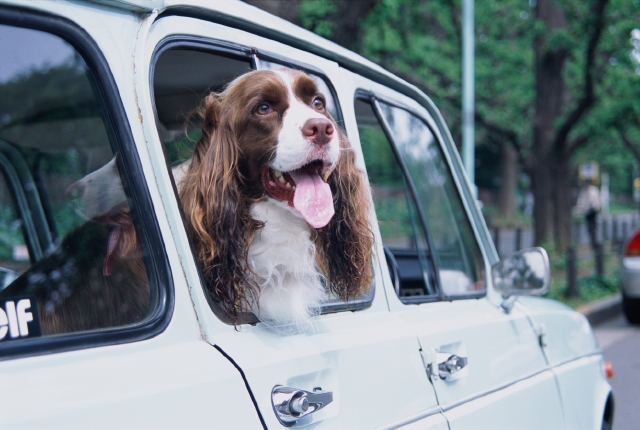 イラスト＆写真のストックフォトwaha（ワーハ）　自動車、ペット、屋外、横向き、正面、犬、癒し、舌を出す、自動車、ドア、窓ガラス、覗く、街角、ストリート、車内、街並み、街並　p8-0754bv