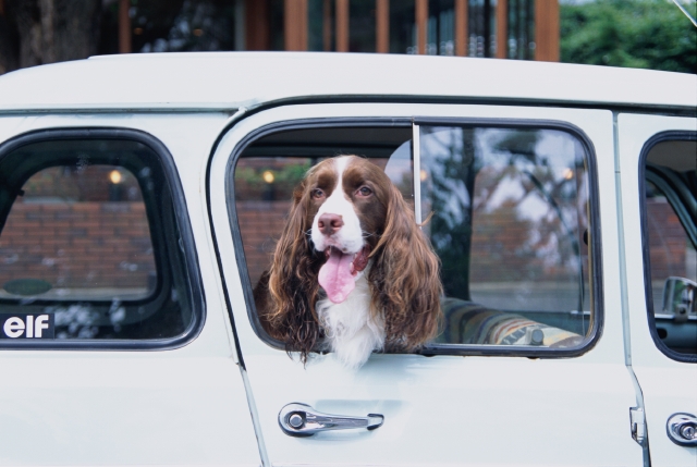 イラスト＆写真のストックフォトwaha（ワーハ）　自動車、ペット、屋外、正面、犬、癒し、舌を出す、自動車、ドア、窓ガラス、覗く、街角、ストリート、車内、街並み、街並　p8-0755bv