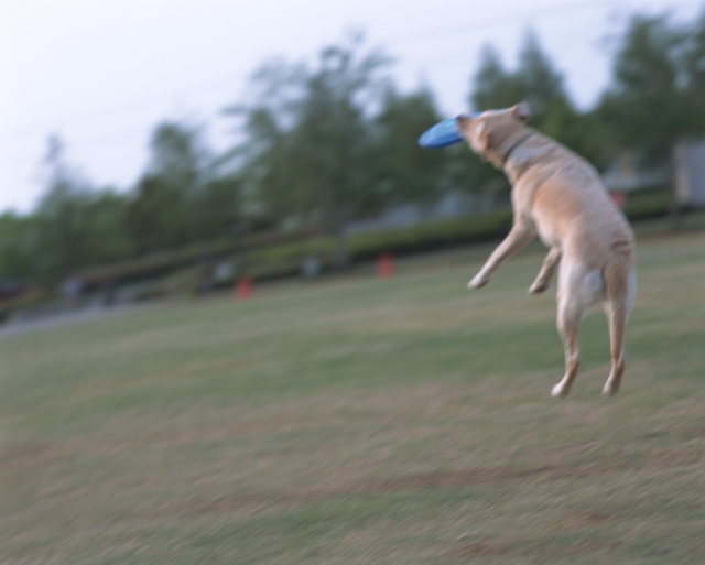 イラスト＆写真のストックフォトwaha（ワーハ）　公園、ペット、屋外、横向き、全身、ブレ、犬、癒し、散歩、遊ぶ、フリスビー、広場、走る、元気、キャッチ、ジャンプ、飛ぶ、はねる、あそぶ、あそび、遊ぶ、遊び　p8-0971bv